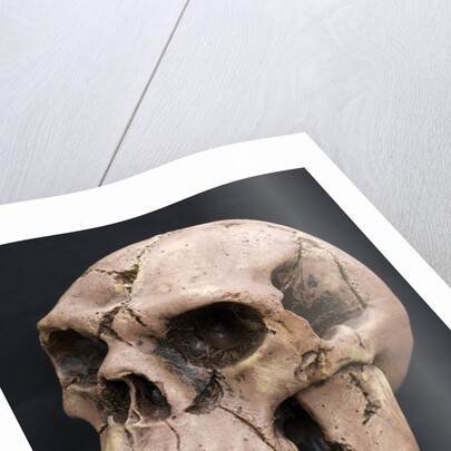 Neanderthal or Neandertal man - reconstructed skull by Anonymous