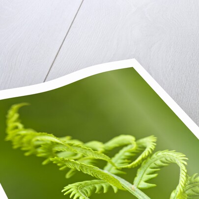 Cinnamon fern's fertile spore-bearing fronds are erect and shorter by Anonymous