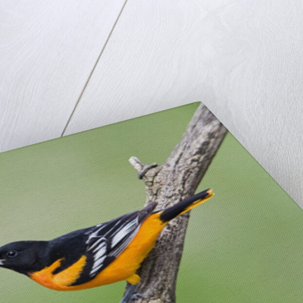 Baltimore Oriole (Icterus galbula), during spring migration, Rondeau Provincial park, Ontario, Canada. by Anonymous