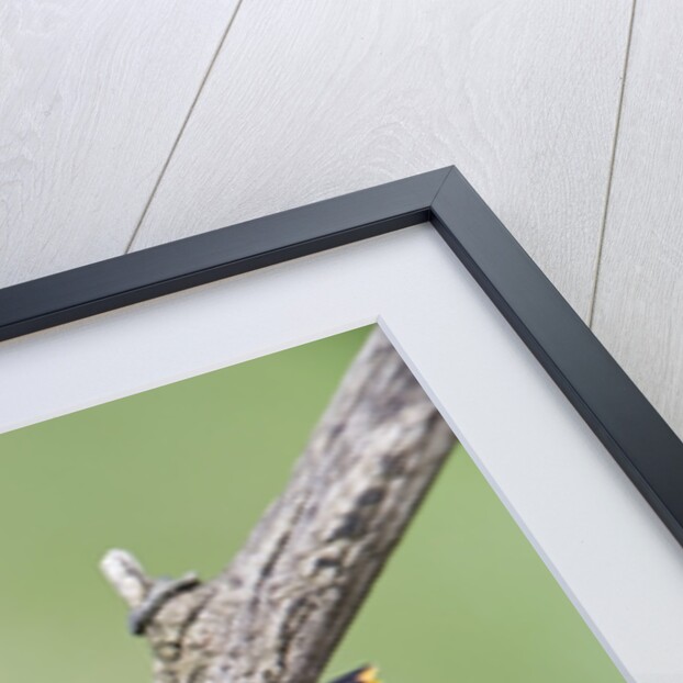 Baltimore Oriole (Icterus galbula), during spring migration, Rondeau Provincial park, Ontario, Canada. by Anonymous