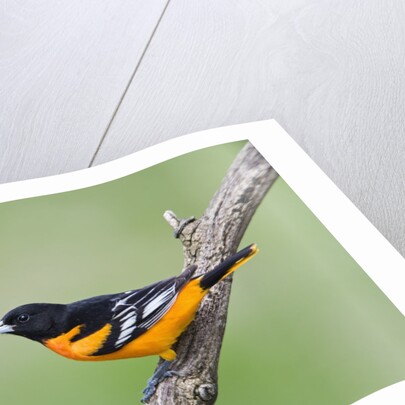 Baltimore Oriole (Icterus galbula), during spring migration, Rondeau Provincial park, Ontario, Canada. by Anonymous
