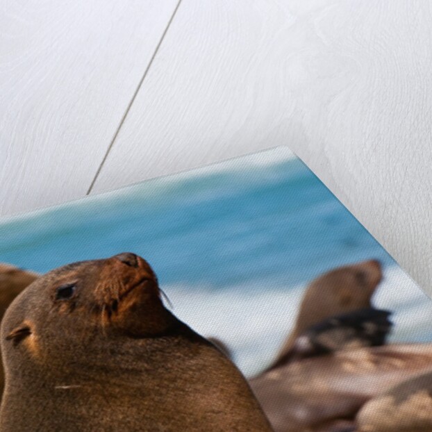 Cape fur seal (Arctocephalus pusilus), Skeleton Coast National Park by Anonymous