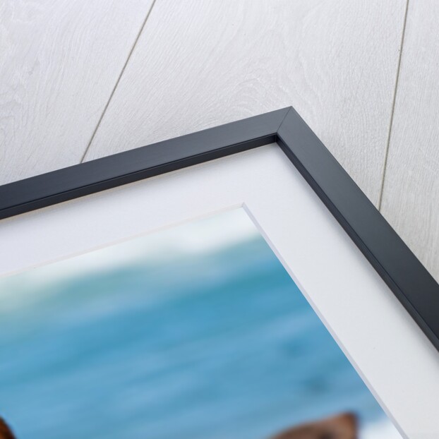 Cape fur seal (Arctocephalus pusilus), Skeleton Coast National Park by Anonymous