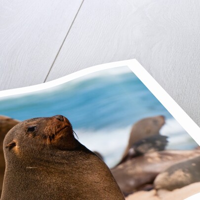 Cape fur seal (Arctocephalus pusilus), Skeleton Coast National Park by Anonymous