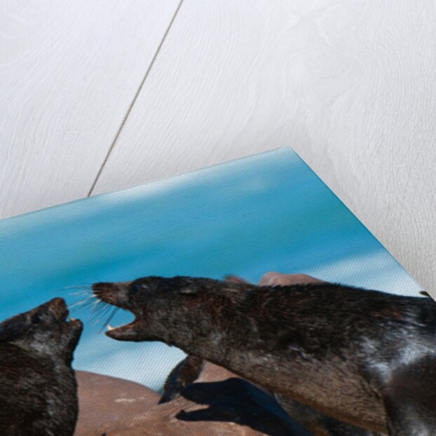 Cape fur seal (Arctocephalus pusilus), Skeleton Coast National Park by Anonymous