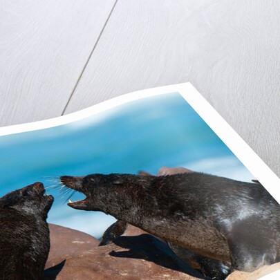 Cape fur seal (Arctocephalus pusilus), Skeleton Coast National Park by Anonymous