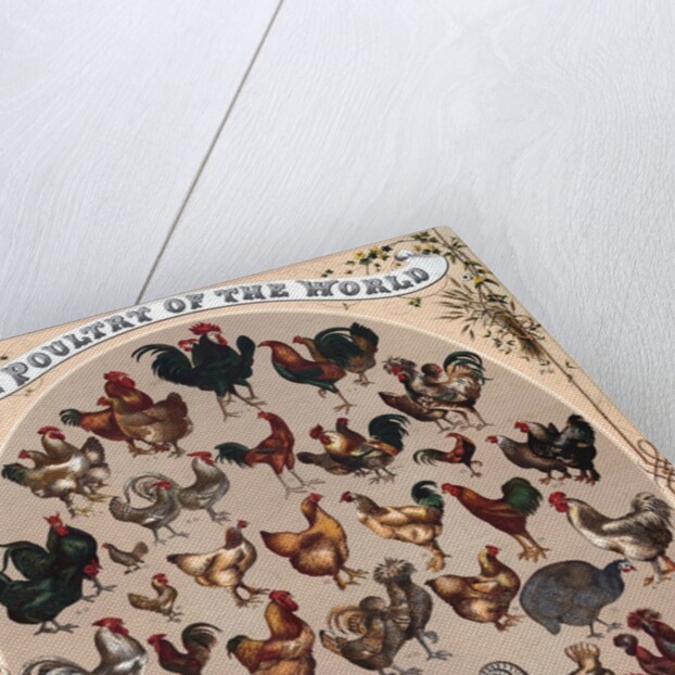 The Poultry of the World by Anonymous