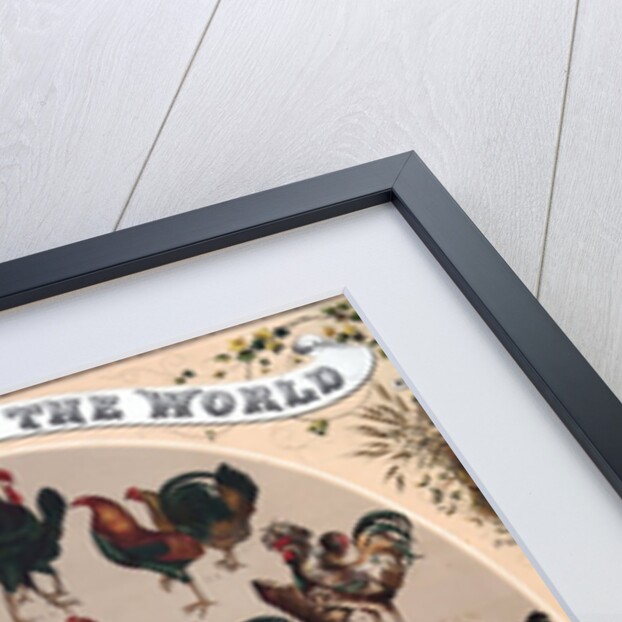 The Poultry of the World by Anonymous