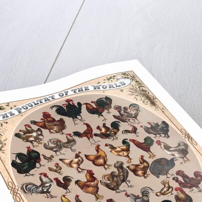The Poultry of the World by Anonymous