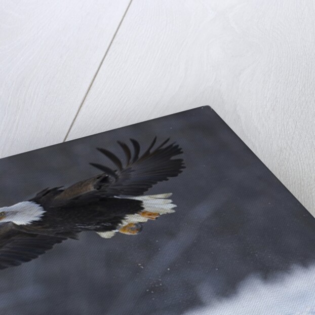 Bald Eagle in Flight over Snow by Anonymous