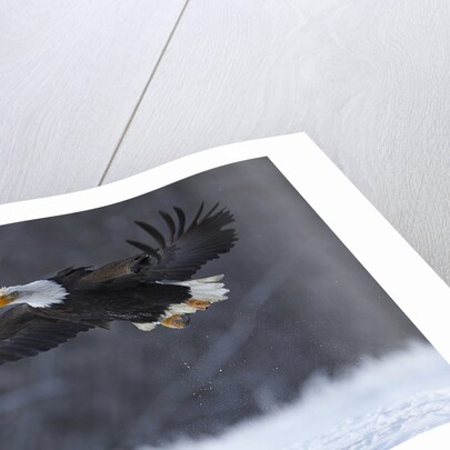 Bald Eagle in Flight over Snow by Anonymous