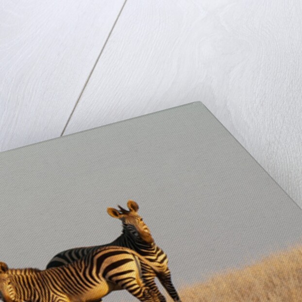 Hartmann's mountain zebra (Equus zebra hartmannae) by Anonymous