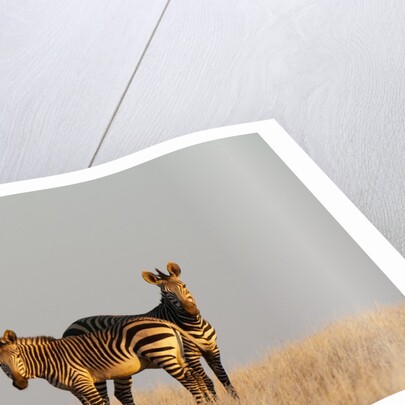 Hartmann's mountain zebra (Equus zebra hartmannae) by Anonymous