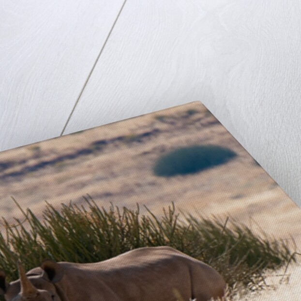 Desert adapted Black Rhinoceros (Diceros bicornis) by Anonymous