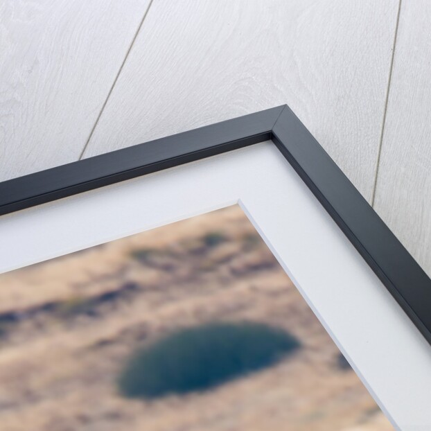 Desert adapted Black Rhinoceros (Diceros bicornis) by Anonymous