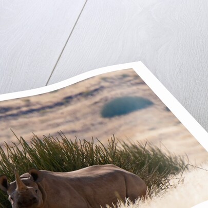Desert adapted Black Rhinoceros (Diceros bicornis) by Anonymous