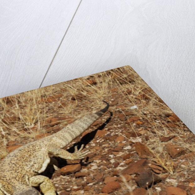 Monitor Lizard by Anonymous