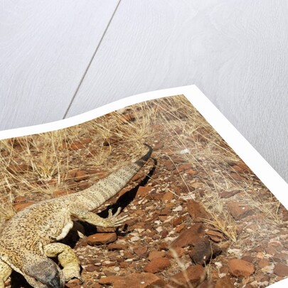 Monitor Lizard by Anonymous