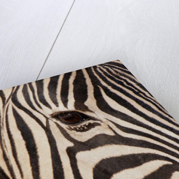 Burchell's zebra (Equus burchellii) by Anonymous
