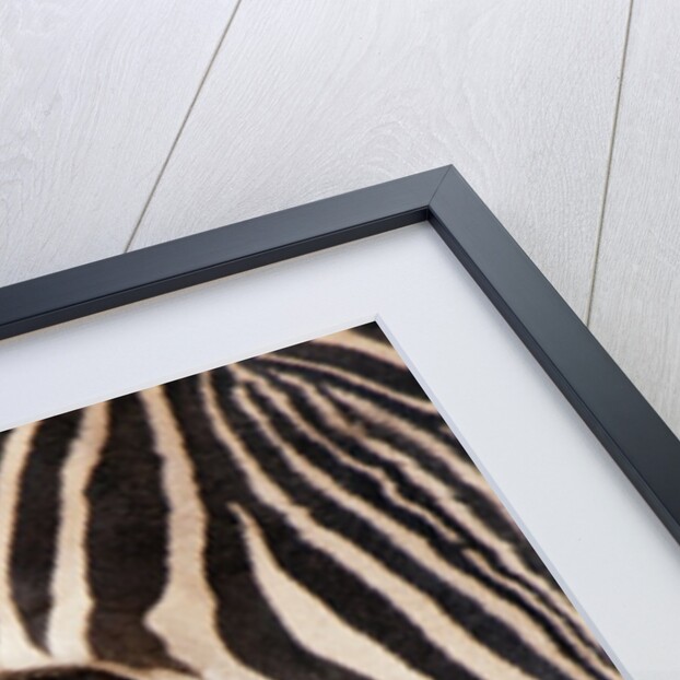Burchell's zebra (Equus burchellii) by Anonymous