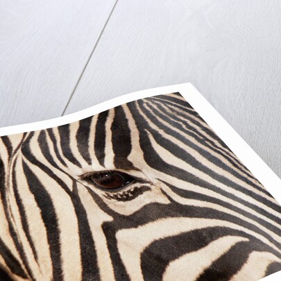 Burchell's zebra (Equus burchellii) by Anonymous