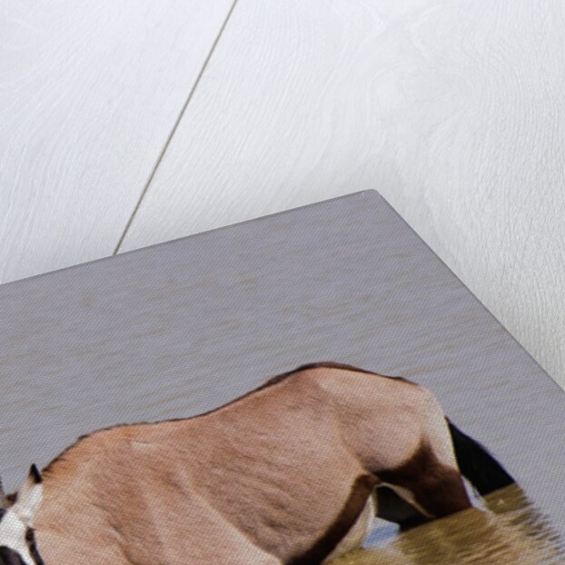 Gemsbok oryx (Oryx gazella gazella) by Anonymous