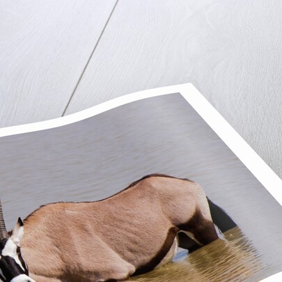 Gemsbok oryx (Oryx gazella gazella) by Anonymous