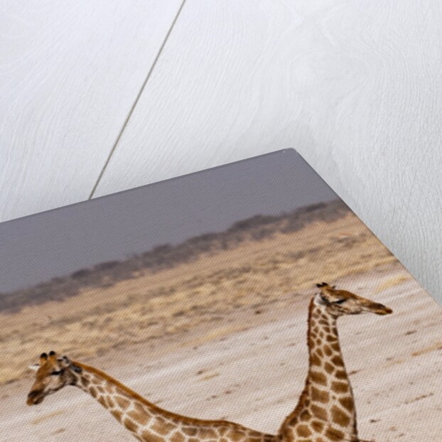 Giraffe (Giraffa camelopardalis) by Anonymous