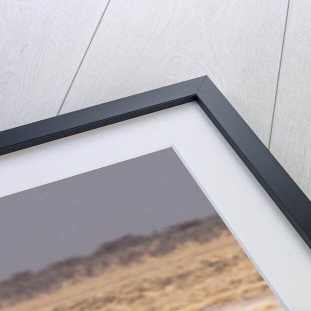 Giraffe (Giraffa camelopardalis) by Anonymous