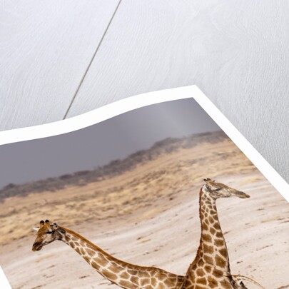 Giraffe (Giraffa camelopardalis) by Anonymous