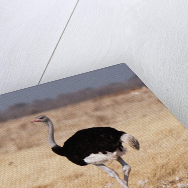 Ostrich (Struthio camelus) by Anonymous