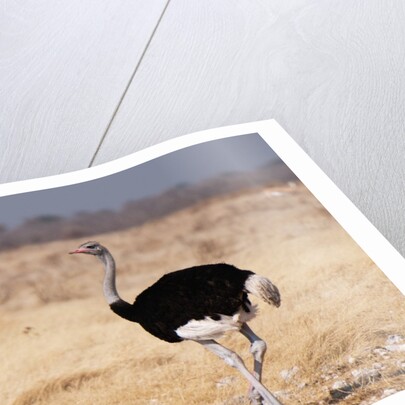 Ostrich (Struthio camelus) by Anonymous