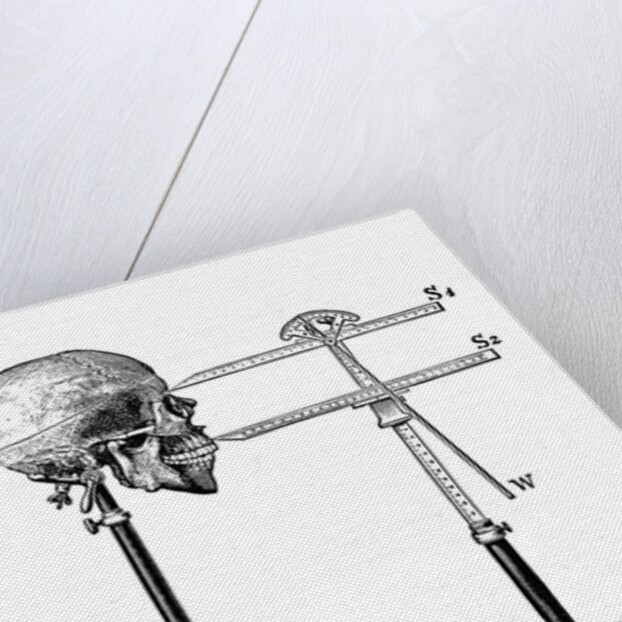 Goniometer measuring human skull by Anonymous