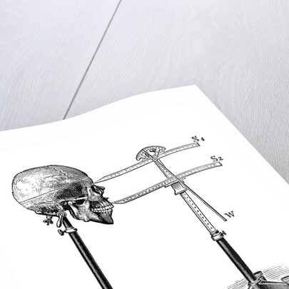 Goniometer measuring human skull by Anonymous