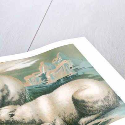 Two polar bears fighting over seal by Anonymous