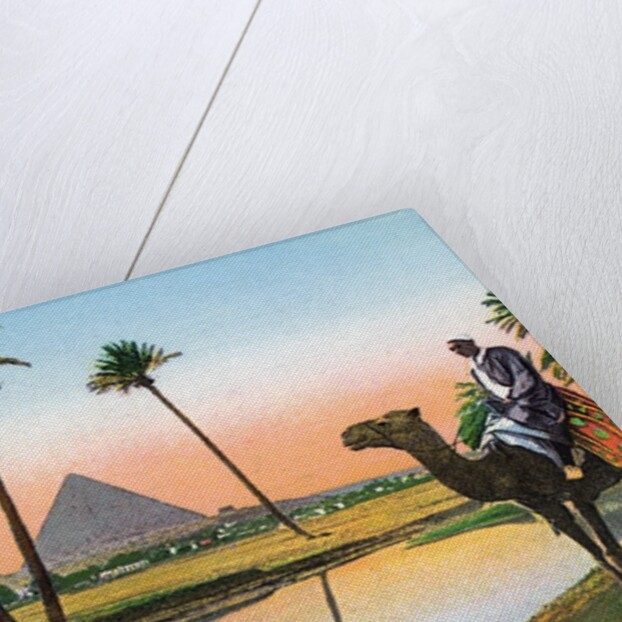 Man on a camel viewing the Pyramids of Giza by Anonymous