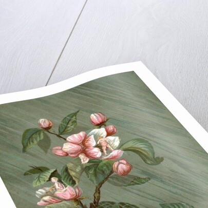 Fairies hiding in rose blossoms in the rain by Anonymous