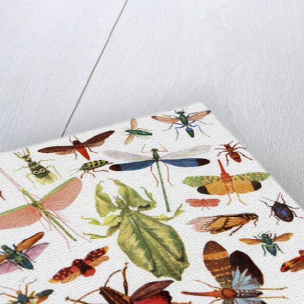 Vintage illustration of winged insects by Anonymous
