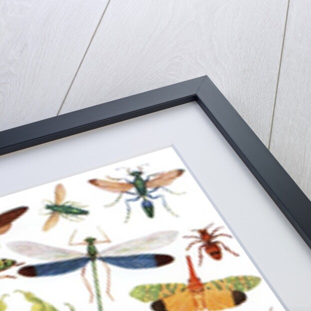 Vintage illustration of winged insects by Anonymous