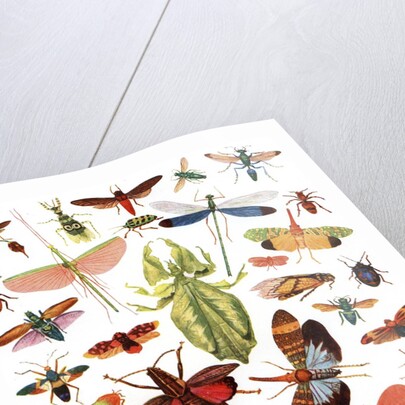 Vintage illustration of winged insects by Anonymous