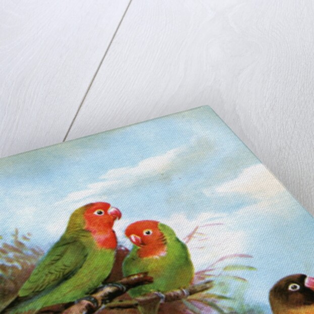 Red headed parrots in natural habitat by Anonymous