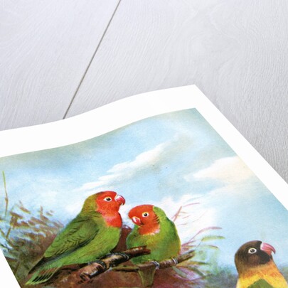Red headed parrots in natural habitat by Anonymous