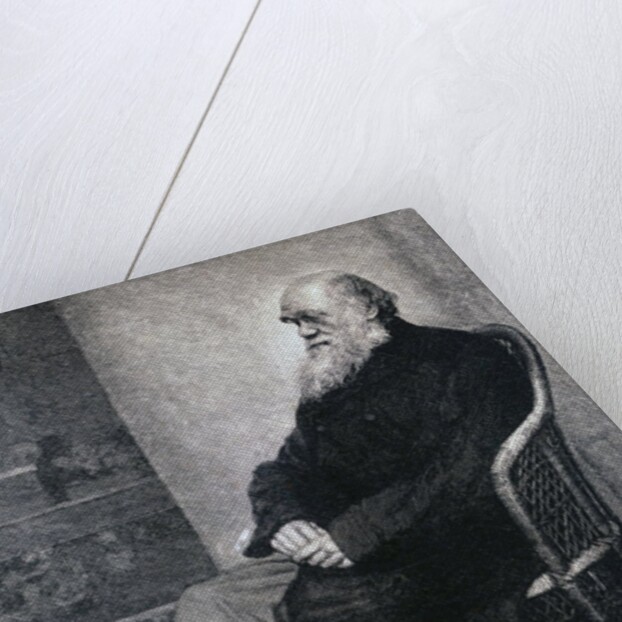 Portrait of Charles Darwin by Anonymous
