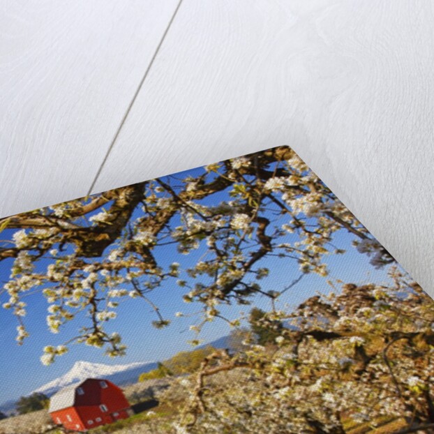 sunrise Mt.Hood and old red barn, Hood River Valley and apple blossoms, Hood River Oregon, Columbia by Anonymous
