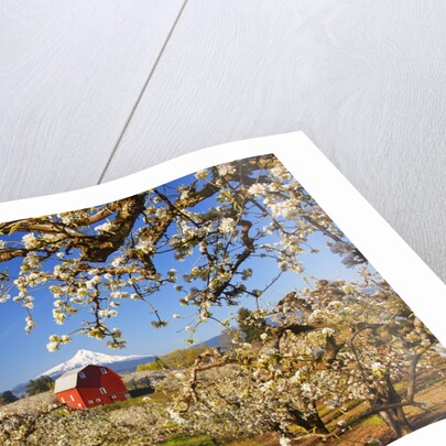 sunrise Mt.Hood and old red barn, Hood River Valley and apple blossoms, Hood River Oregon, Columbia by Anonymous