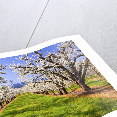 apple blossoms and Mt.Hood, Hood River, Oregon, Columbia River Gorge, Pacific Northwest. by Anonymous