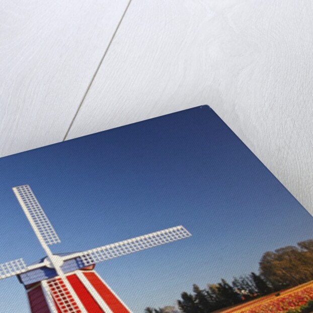 tulips field, Wooden Shoe Tulip Farm, Woodburn Oregon. have property release. by Anonymous