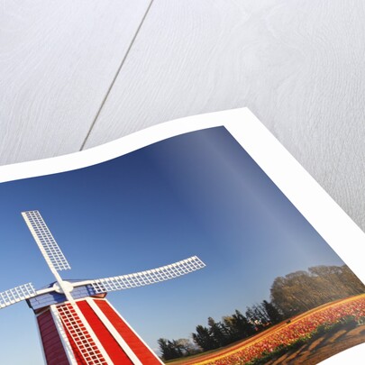 tulips field, Wooden Shoe Tulip Farm, Woodburn Oregon. have property release. by Anonymous