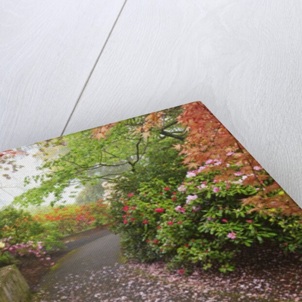 spring flowers in Crystal Springs Rhododendron Garden. Portland Oregon. by Anonymous