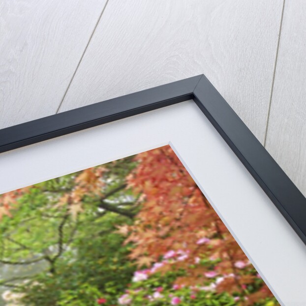 spring flowers in Crystal Springs Rhododendron Garden. Portland Oregon. by Anonymous